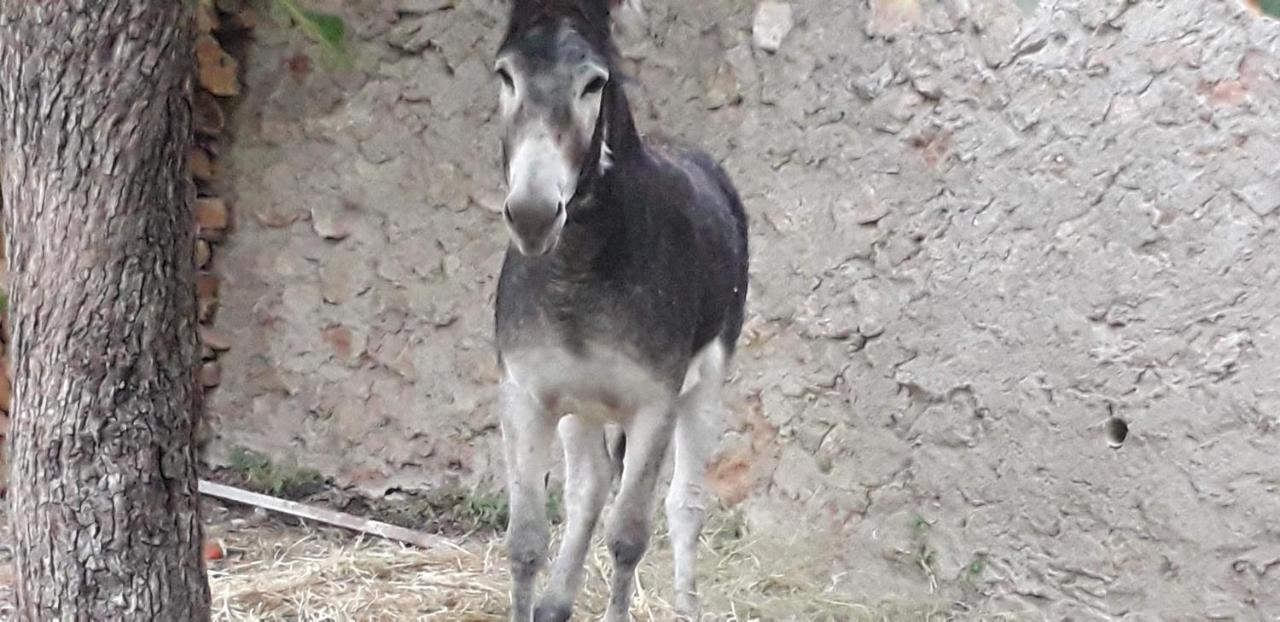 Beires Casa Rural Entresierras المظهر الخارجي الصورة
